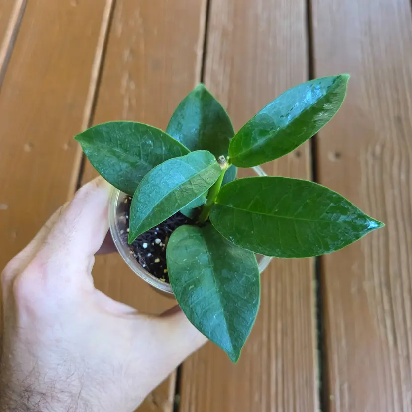 Hoya Bruno Queen (Densifolia x Campanulata)