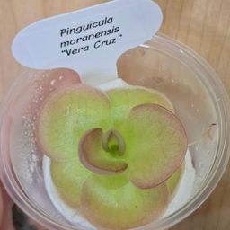 Pinguicula moranensis "Vera Cruz"