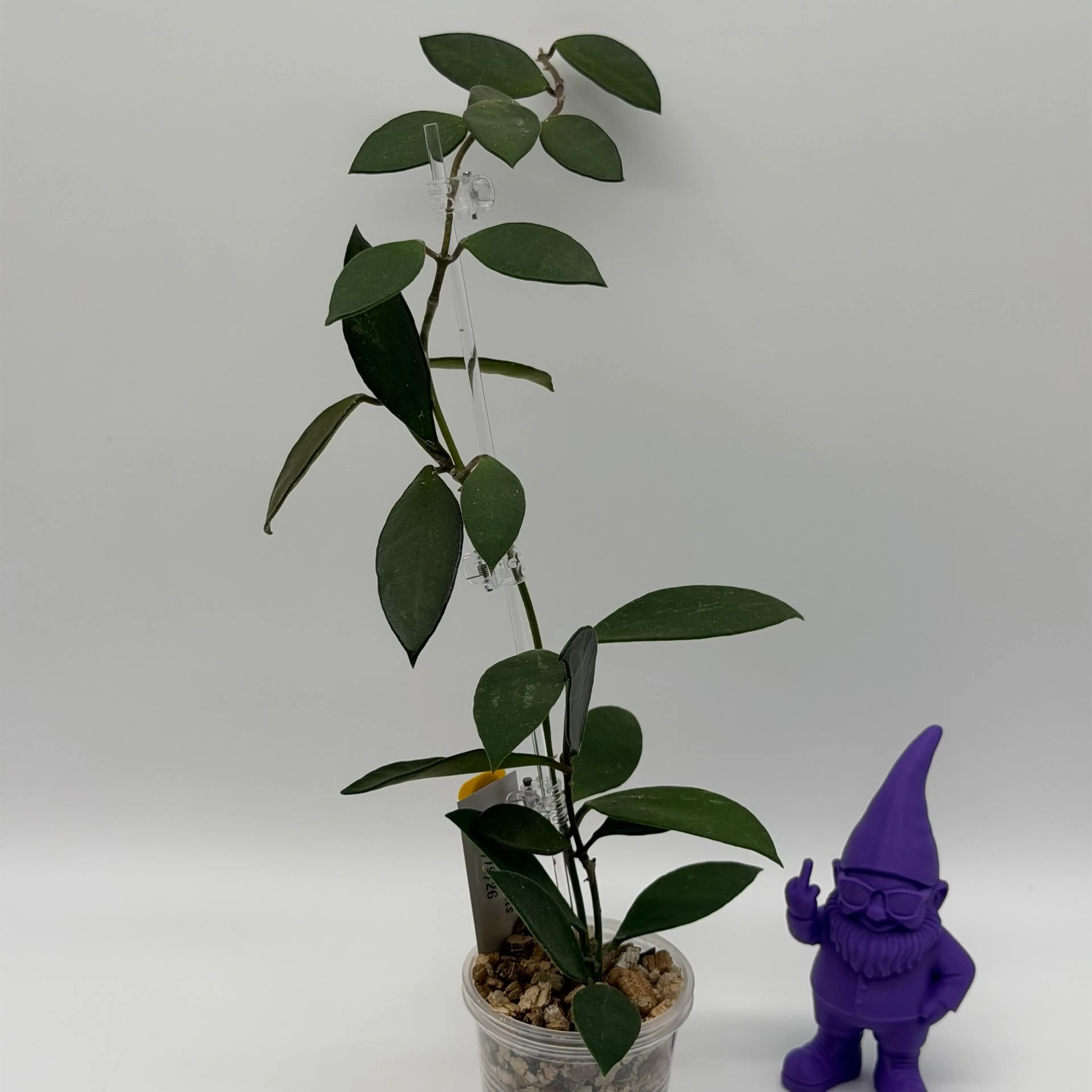Image 2 of 2