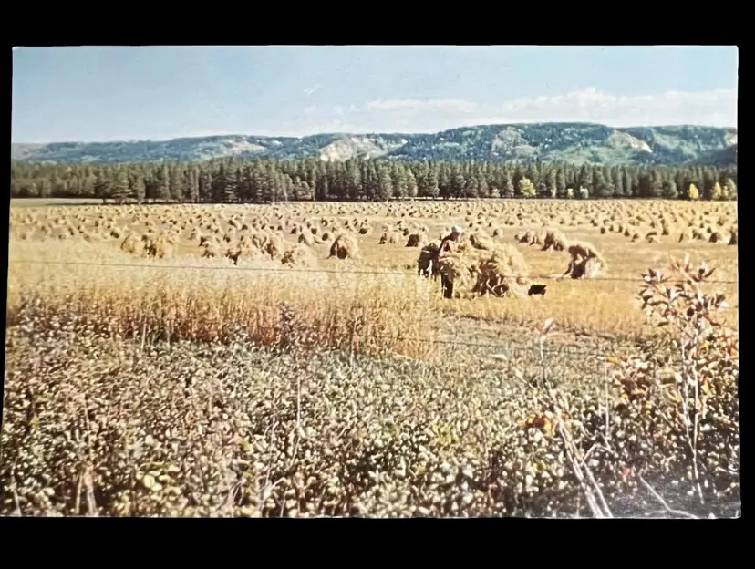 Vintage Postcard Harvest Field Dawson Creek British Columbia Canada Unposted