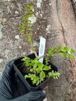 1222 | 2.75” Elephant Bush & Sedum Makinoi