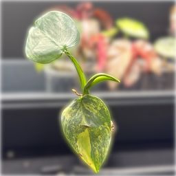 Variegated Silver Sword