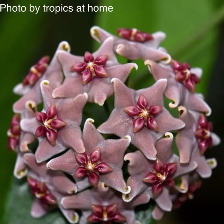 Hoya vitiensis (pink)