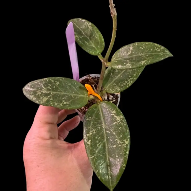 31- Hoya AH Noid(per Bloom 805splash But Received As NOID)