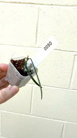 0051. Hoya Acicularis