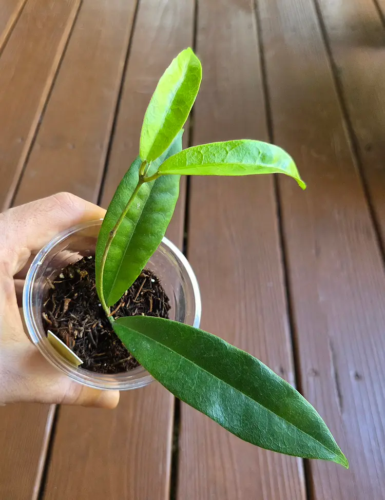 Hoya Srikandi B2 Wallichii x Versteegii