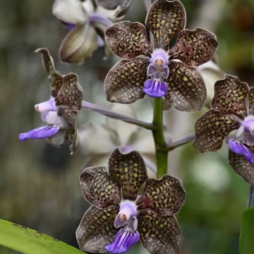 Vanda Mimi Palmer