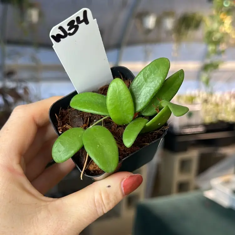 W34 Hoya Spectactissma Full