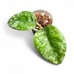 sp. Gayo Lues splash butt