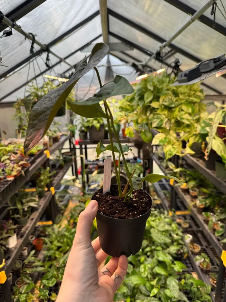 1110 | 4” Anthurium Queen of Hearts