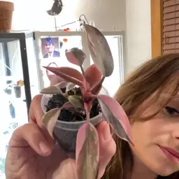 Pink Princess Mutation