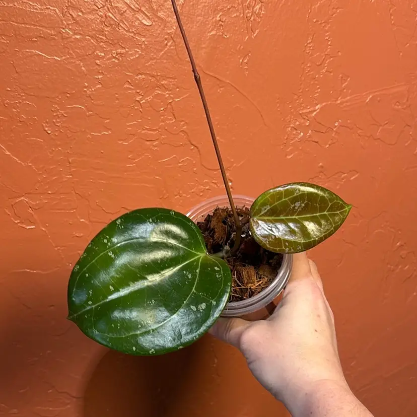 Hoya latifolia (Sarawak) x unk