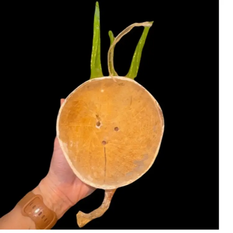 Mexican Folk Art Hand Painted “Onion” Mask Coconut Shell VTG Wall Art 12”