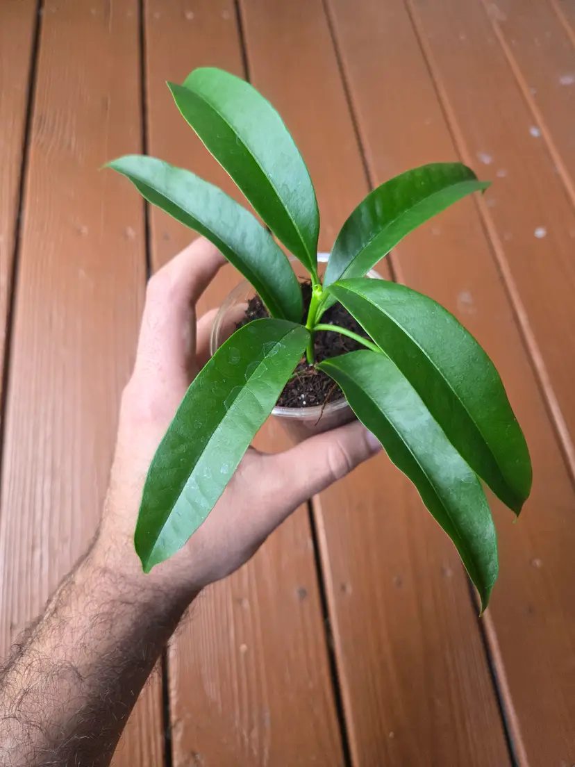 Hoya Irisiae green