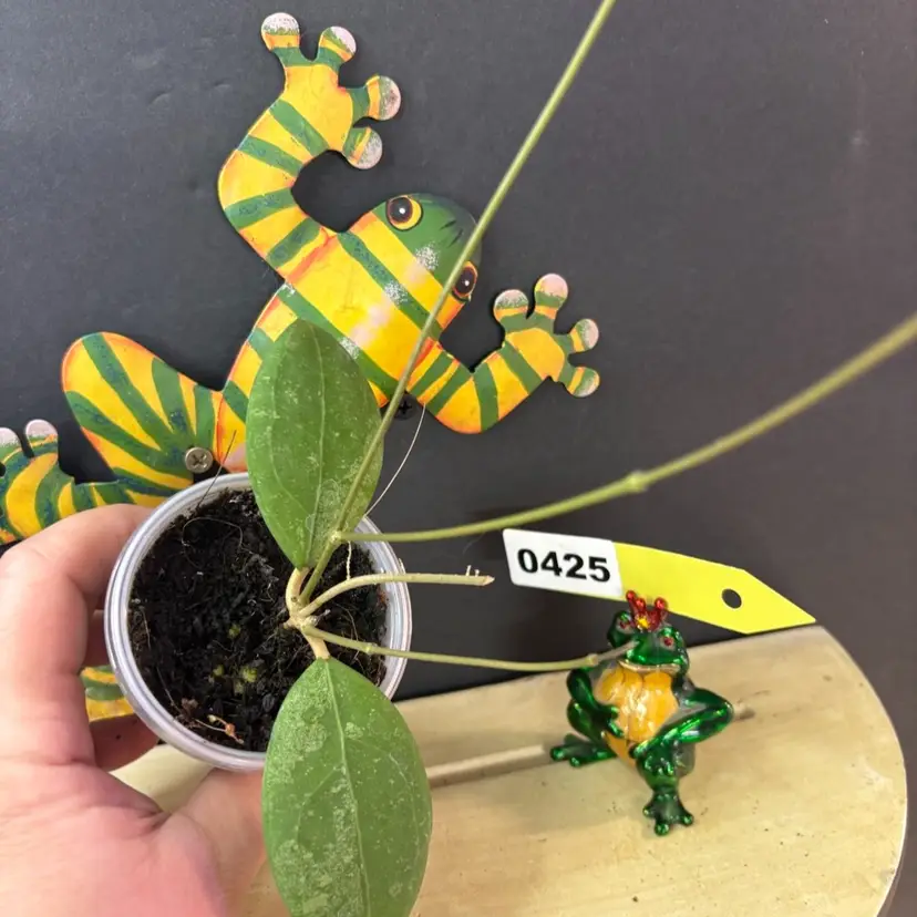 425	Hoya erythrostemma