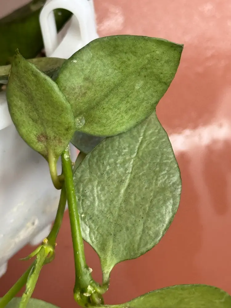 #3619 Lacunosa Orange 🍊skin HB