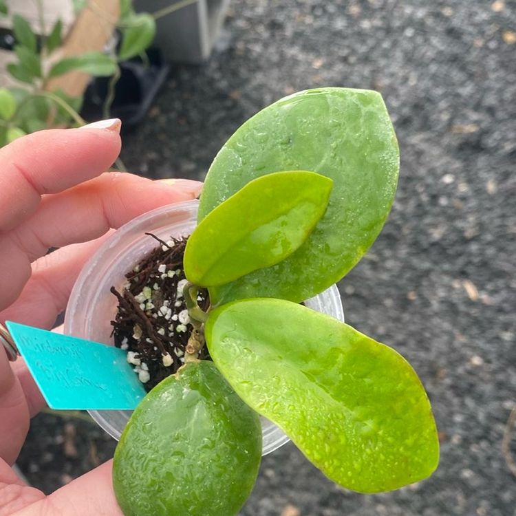 Mindorensis Big Corona