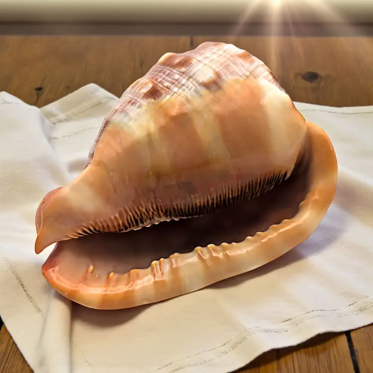 Cypraecassis Rufa Bullmouth Cameo Helmet Shell Seashell 5" x 4"