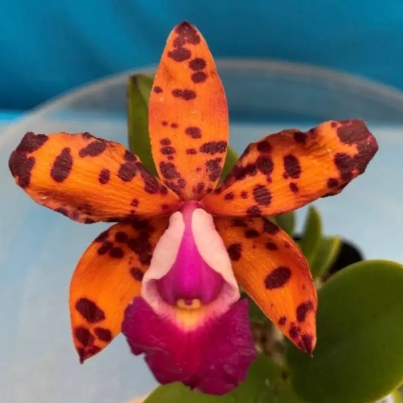 Cattleya Dale Ott 'Whipperwill'
