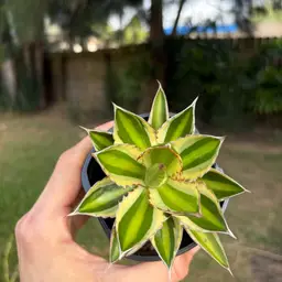 Agave Lophantha Quadricolor