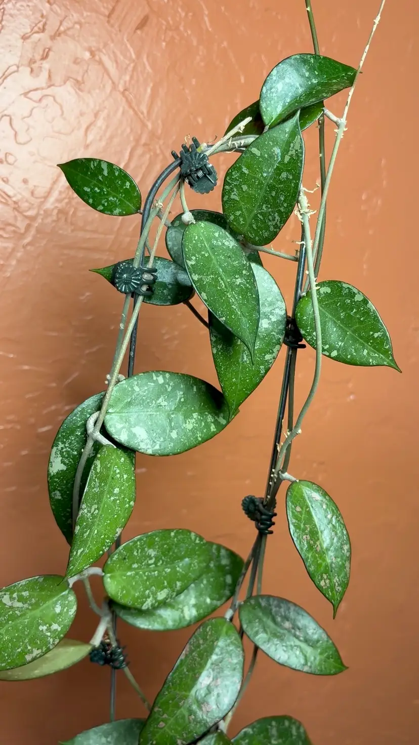 Hoya MA23 sp Anjuk Ladang