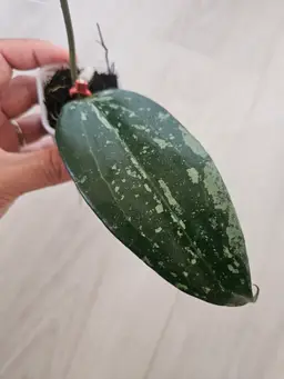 Hoya latifolia (reverted from Indonesia)