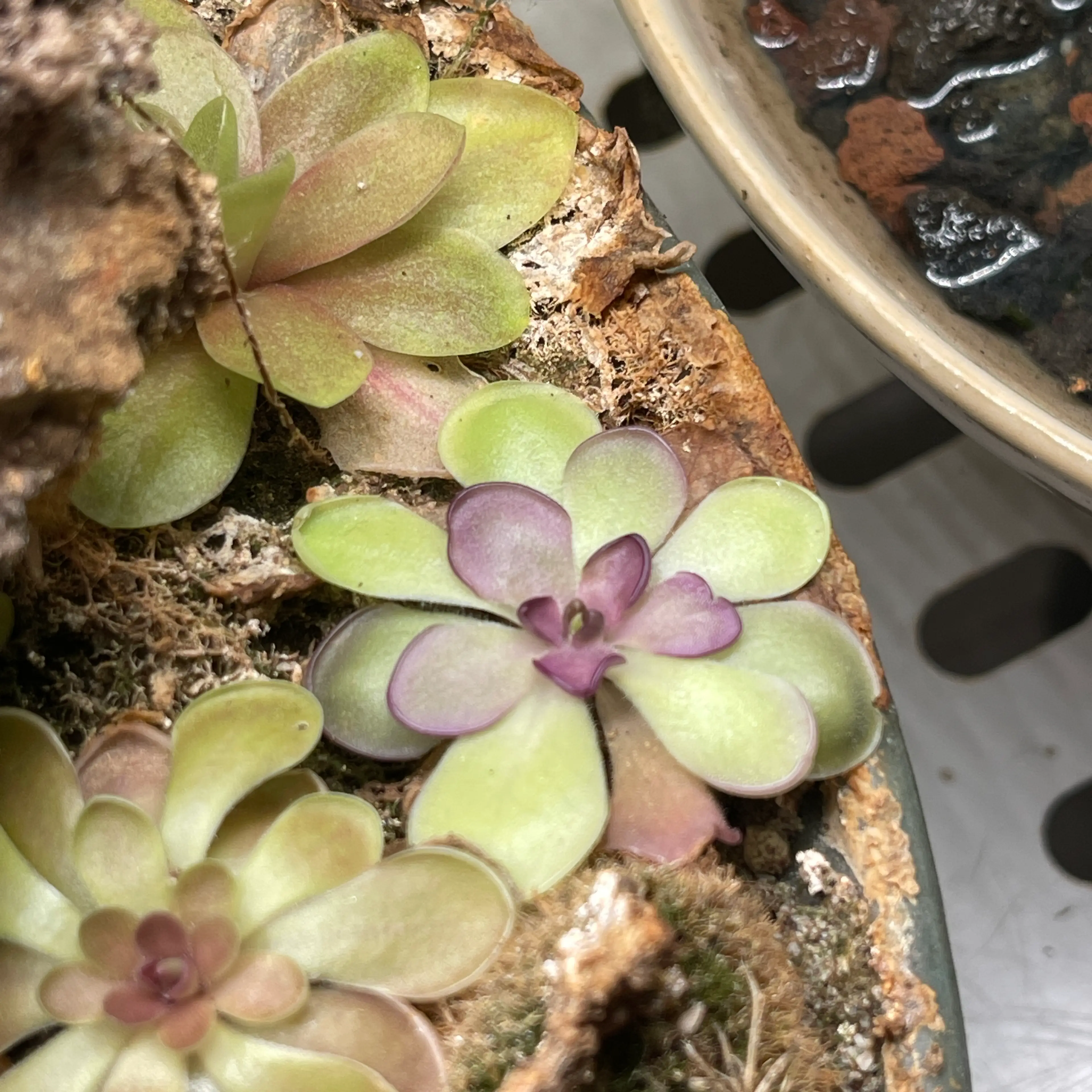 Image 2 of 2