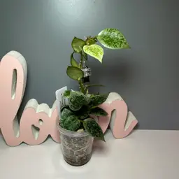 01 Lacunosa ‘sp Cimanggu Indonesia’