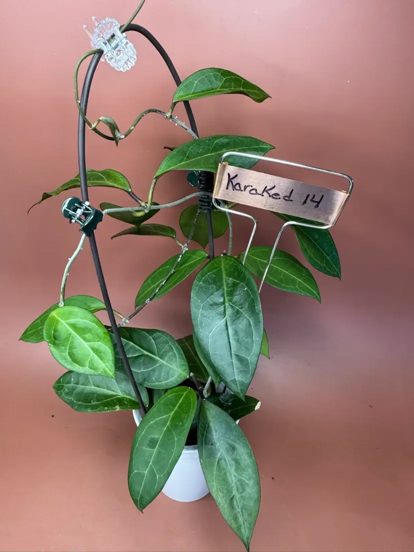 ‘Karaked 14’ WRX32-14 
(H. sp UT033 x H. elliptica)
