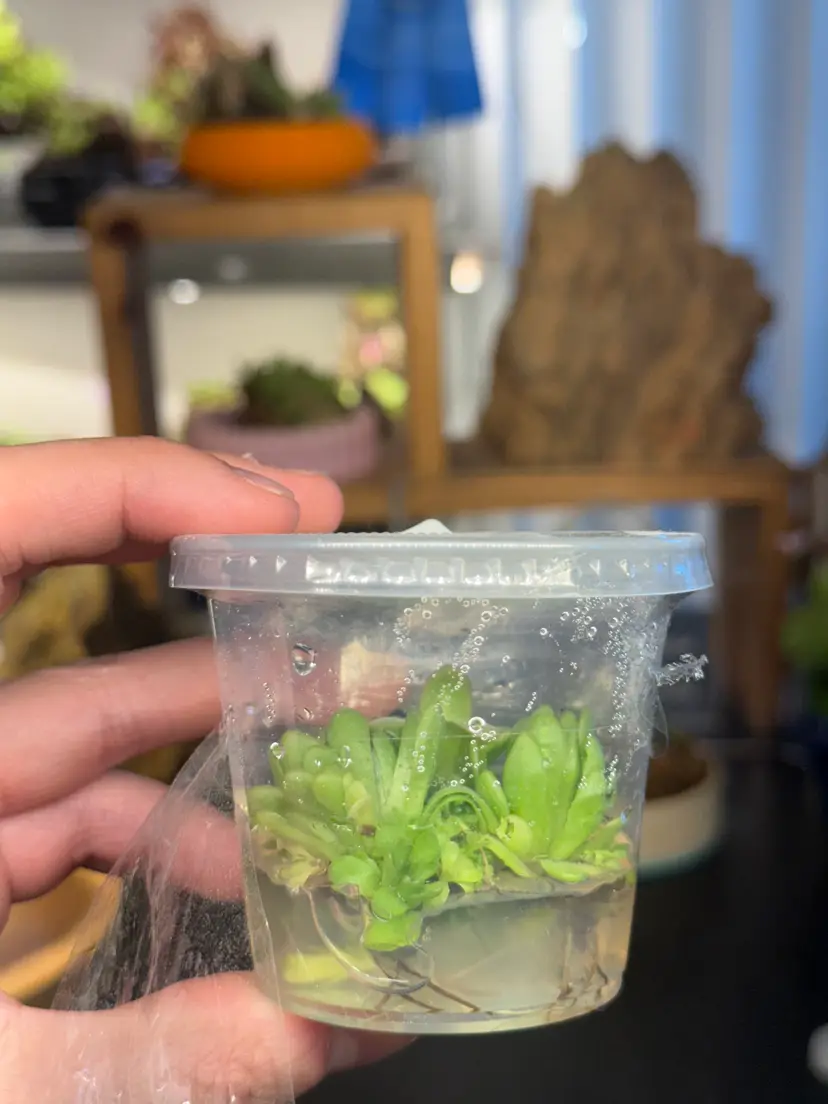 Pinguicula Plum Fairy - Tissue Culture Small