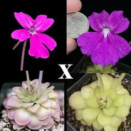 SEEDS Ping. "Carnivorous Cupcake" x Big Flirt #1