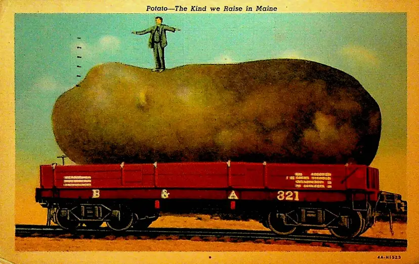 Maine Potato Exaggeration Postcard