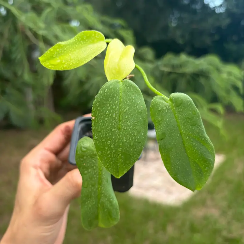 Philodendron Bipennifolium