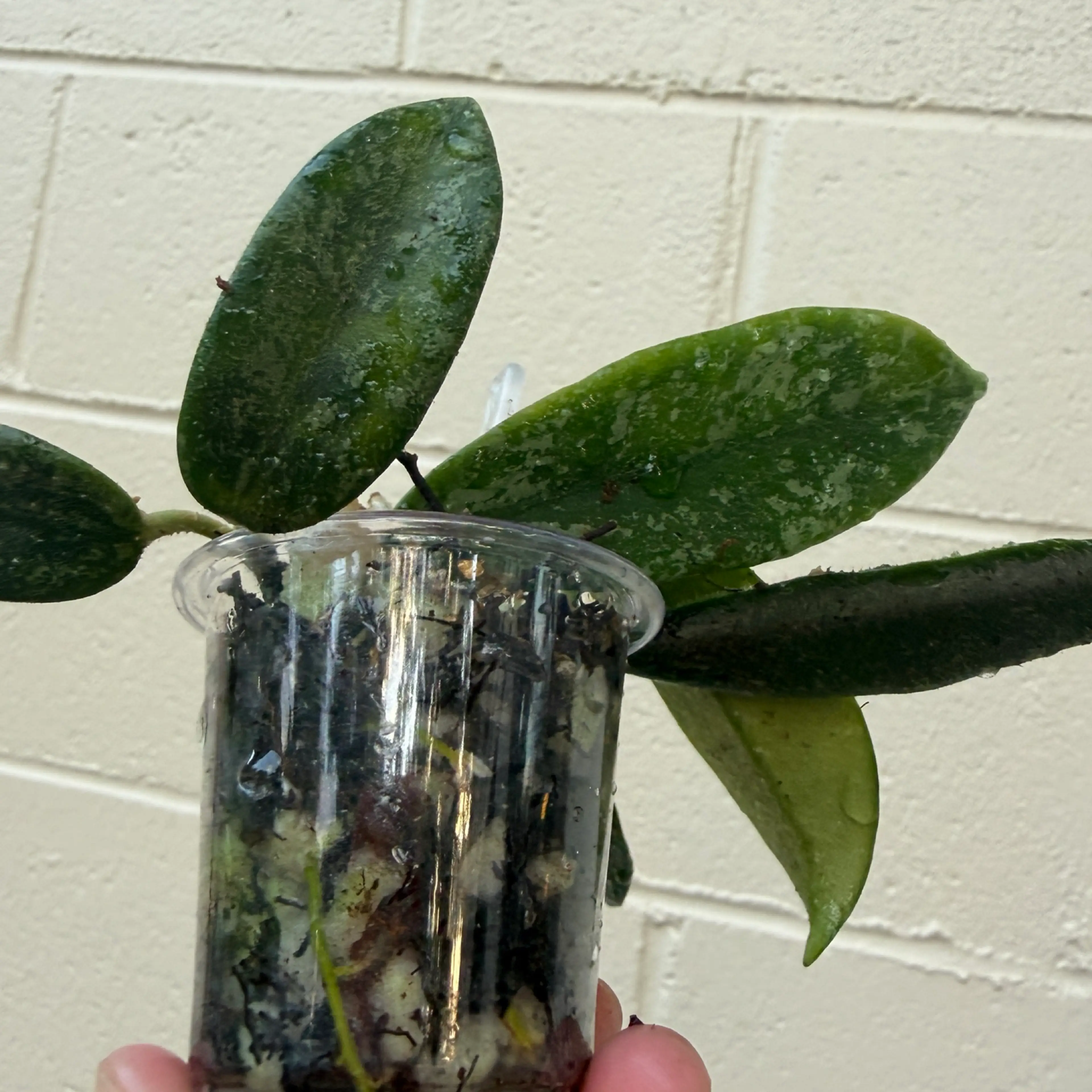 Image 2 of 2