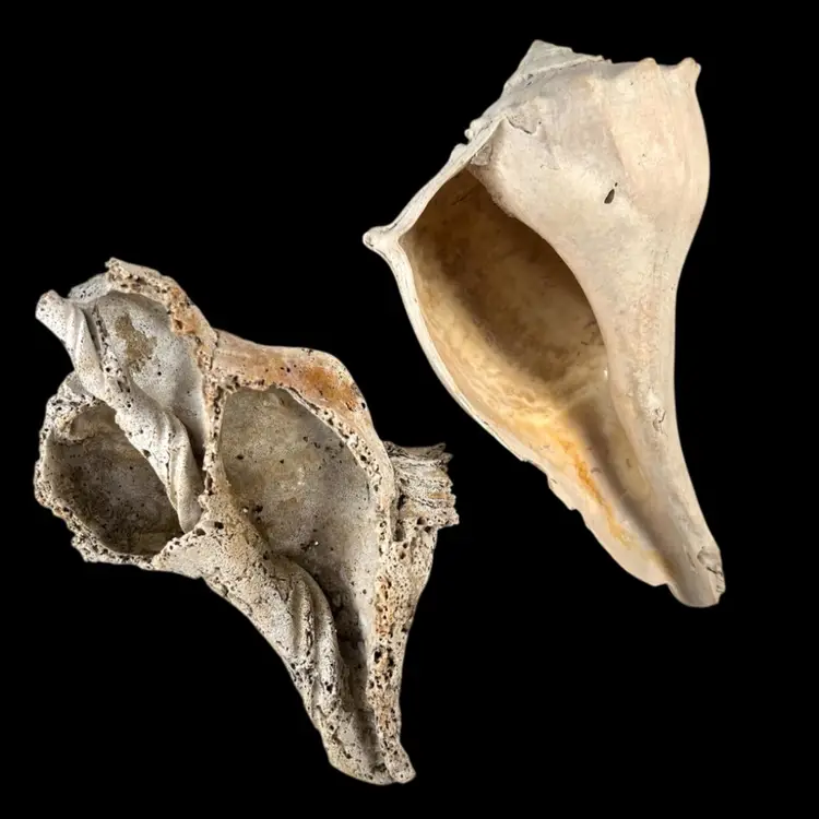 Two Florida Sea Shells 🐚 . One Eroded Skeleton Conch & One Lightning Whelk. Beautiful Coastal Nautical Marine Decor.