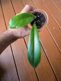 Hoya Ranaunesis Yellow AKH05-1Y