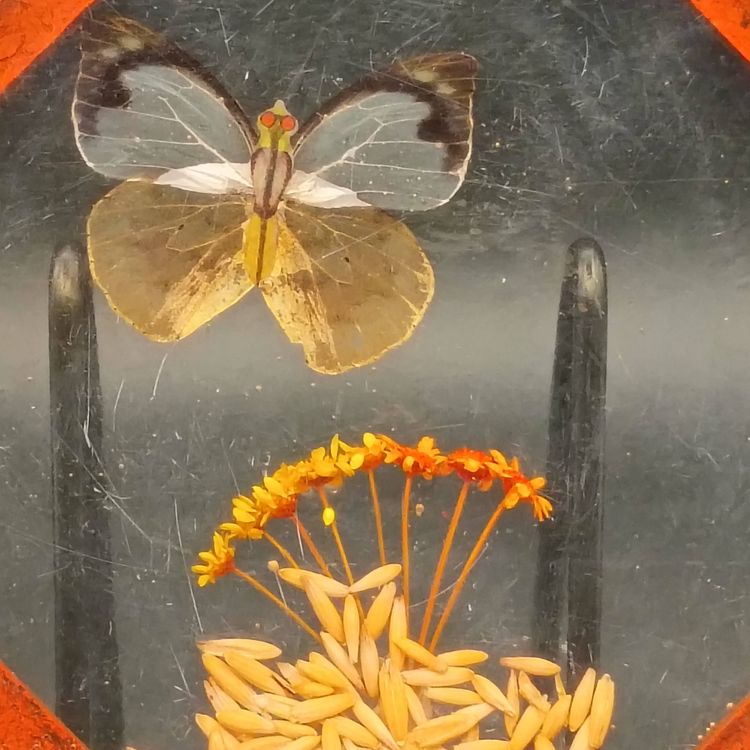 VTG Retro MCM Resin Acrylic Trivet Square 7 1/2 Decor Seeds Grains Butterfly