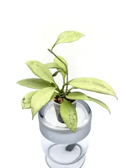 Hoya New Guinea Ghost