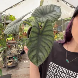 Alocasia