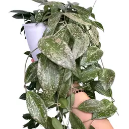 CUTTING Limoniaca x unk AS02