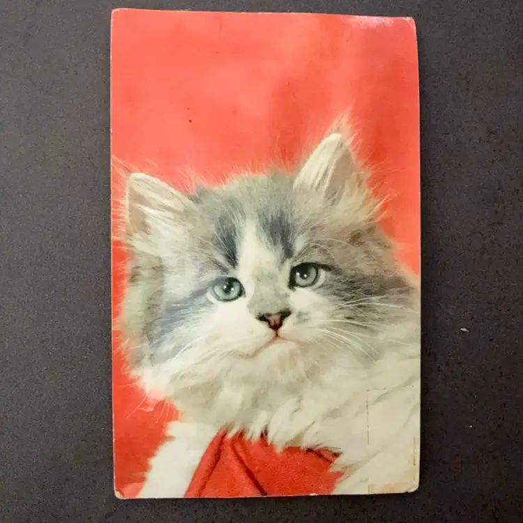 Vintage 1960’s Squeaker Postcard