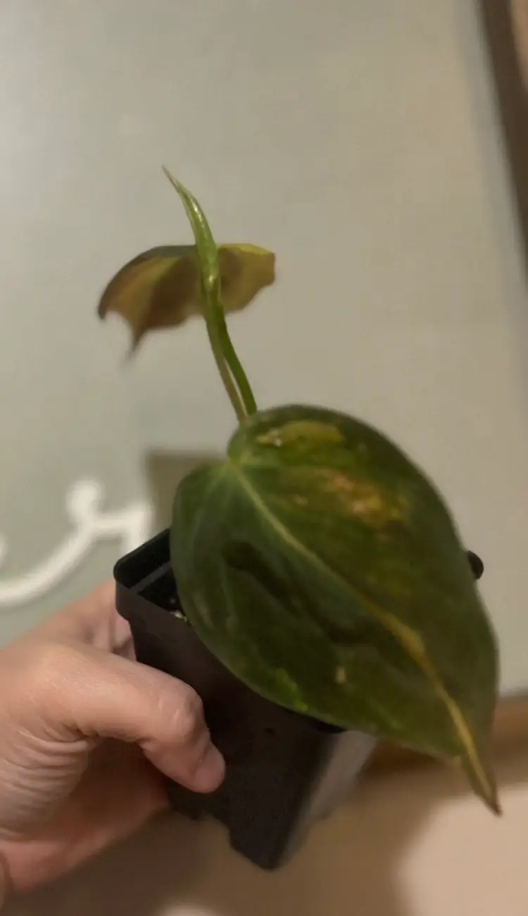 Philodendron Pink Aurea Micans