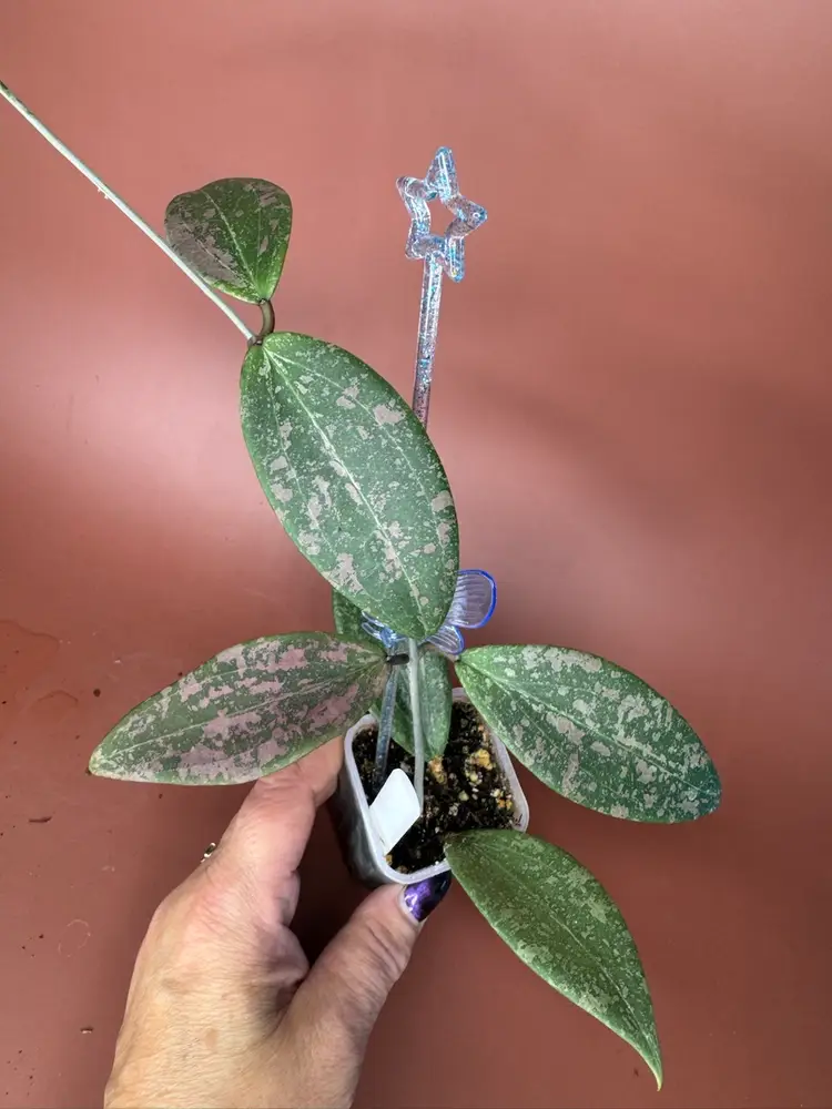 #3683 wilbergia *pink sunstress