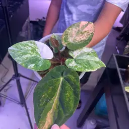 5267 Guna Yala Var Pap Clone