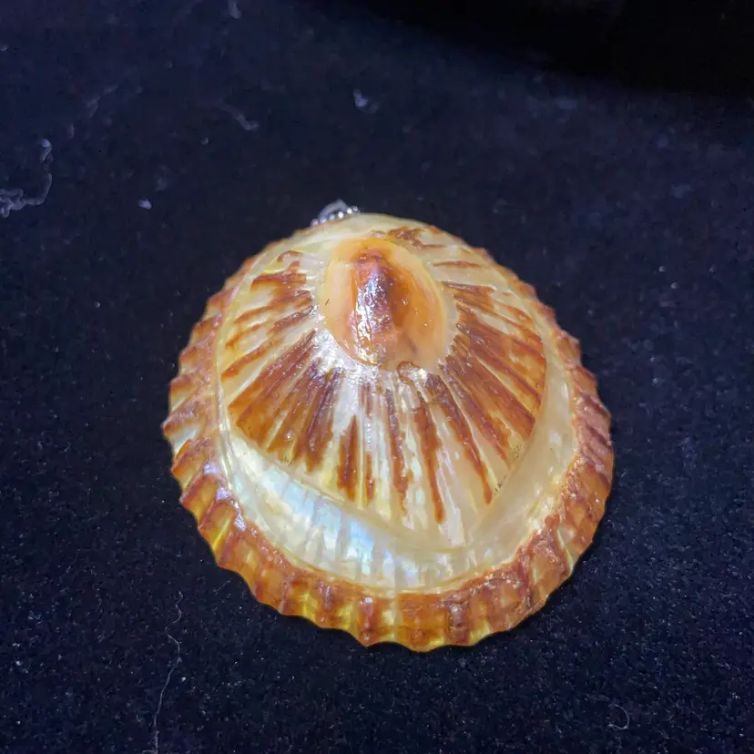 vintage 2.5” polished Hawaiian Opihi limpet shell pendant with a silver-toned bail.