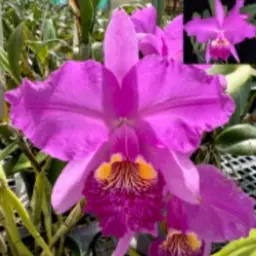 Cattleya lueddemanniana 'Passion x 'Red Bird'