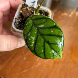 Hoya callistophylla ‘Chibi’