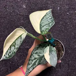 3238 Scindapsus pictus mariposa