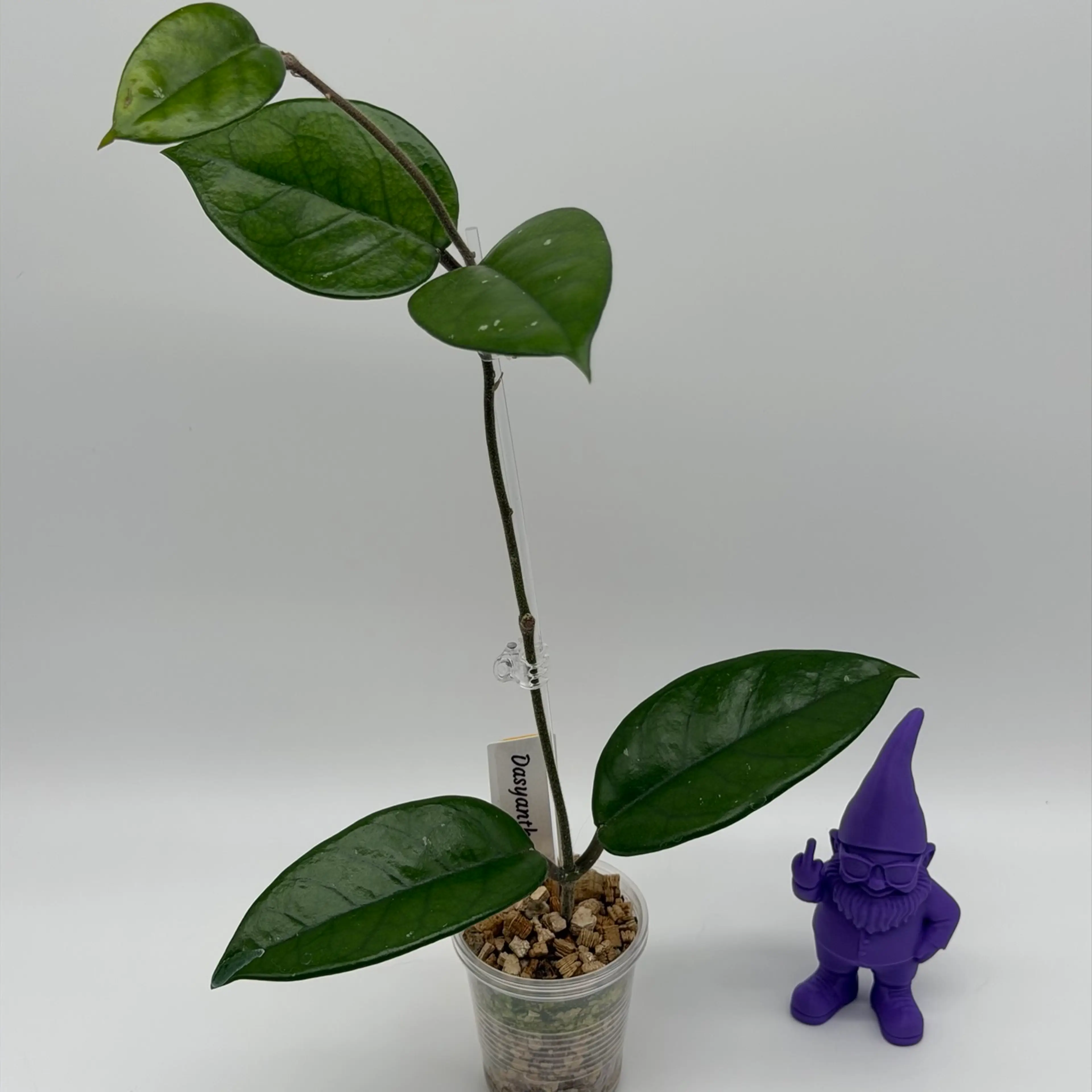Image 2 of 2