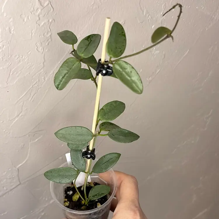 Hoya lima (silver)